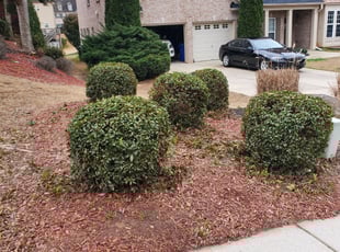 Maria S.'s Bush Trimming service result