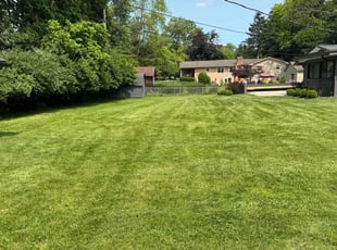 Andrea M.'s lawn care service result
