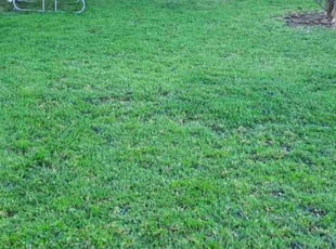 Tyanna M.'s turf maintenance service result