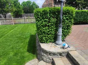 Demaris D.'s Bush Trimming service result