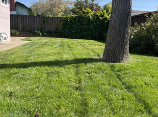 Sharon M.'s turf care service result