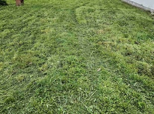 Michelle B.'s Long Grass Cleanup service result
