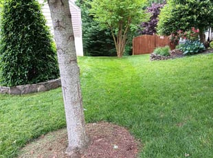 Ken J.'s lawn maintenance service result