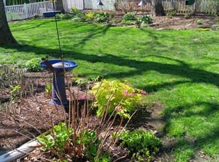 Jackie P.'s lawn maintenance service result