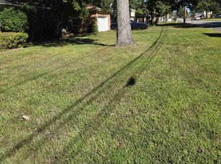 Butterfly S.'s turf maintenance service result
