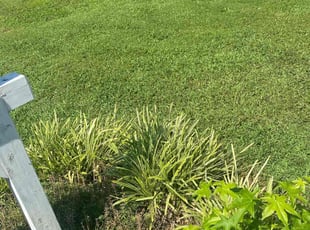 Isabelle C.'s lawn care services service result