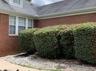 Connie N.'s Bush Trimming service result