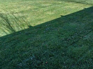 Clinton P.'s grass maintenance service result