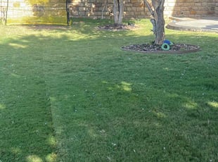 Debbie S.'s grass maintenance service result
