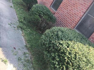 Ladonna B.'s Bush Trimming service result