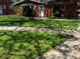 Vicki B.'s grass cutting service result
