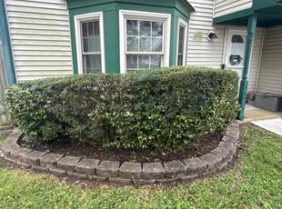 Luke D.'s Bush Trimming service result