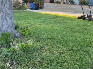 Vanessa P.'s turf maintenance service result