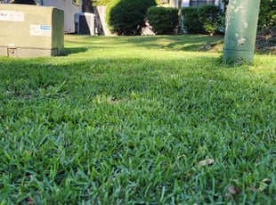 Vanee K.'s grass maintenance service result