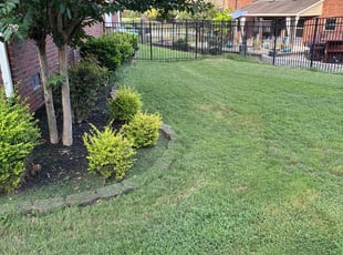 Greg G.'s grass cutting service result