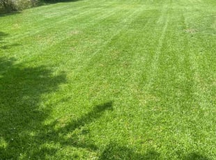 Dawn W.'s turf care service result