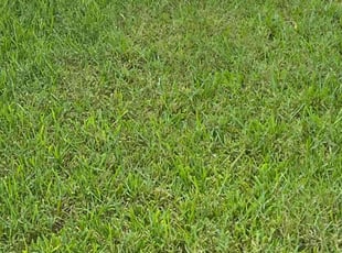 Susan H.'s grass maintenance service result