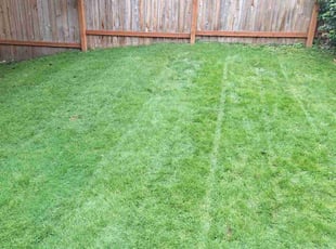 Erica K.'s lawn maintenance service result