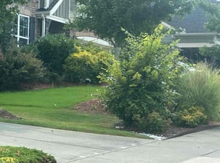 Jamey S.'s turf care service result