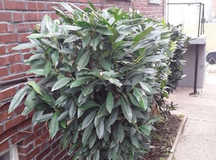 Elliott D.'s Bush Trimming service result