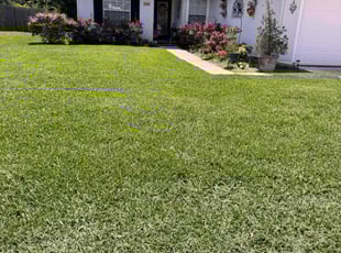 Lynn M.'s grass maintenance service result