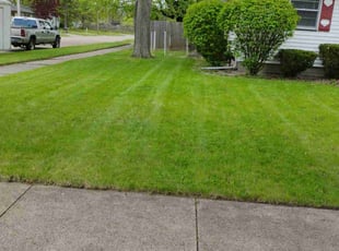 Michael B.'s turf care service result