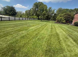 Dominic S.'s turf care service result