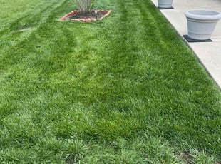 Sterling K.'s lawn care service result