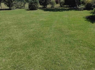 Peggy B.'s grass maintenance service result