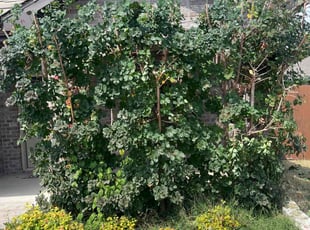 Byron E.'s Bush Trimming service result