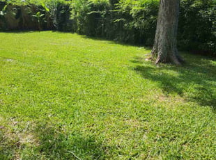 Rodrigo A.'s lawn care services service result
