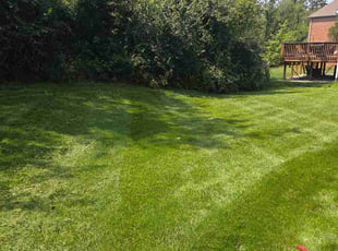 Mazie H.'s grass maintenance service result