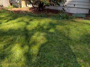 Jacqueline P.'s grass maintenance service result