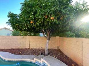 Elizabeth G.'s lawn service service result