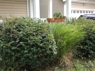 Brittany D.'s Bush Trimming service result