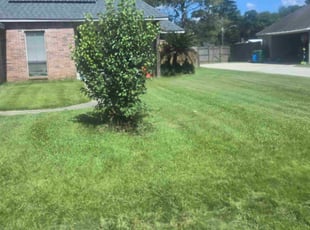 Shannon P.'s lawn care service result