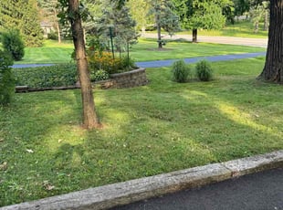 Pam K.'s turf care service result