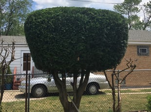 Heidi X.'s Bush Trimming service result