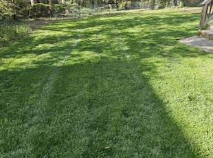 Ellie C.'s lawn care service result