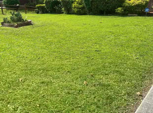 Glenda H.'s grass cutting service result