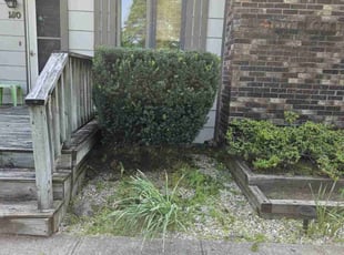 Mark S.'s Bush Trimming service result