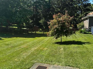 Emma P.'s grass cutting service result