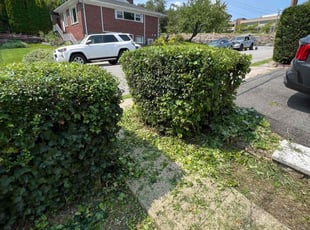 Phillip J.'s Bush Trimming service result