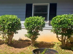 Jean S.'s Bush Trimming service result