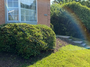 Trinity T.'s Bush Trimming service result