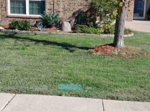 Ebony v.'s grass maintenance service result