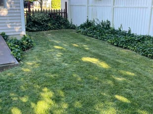 Lorrainna B.'s lawn care service result