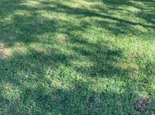 Garett E.'s grass maintenance service result