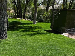 Cynthia D.'s grass cutting service result