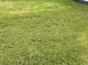 Lynn M.'s grass maintenance service result